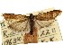  ( - CNCLEP00105573)  @11 [ ] CreativeCommons - Attribution (2013) CBG Photography Group Centre for Biodiversity Genomics