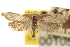  ( - CNCLEP00105591)  @11 [ ] CreativeCommons - Attribution (2013) CBG Photography Group Centre for Biodiversity Genomics