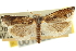  ( - CNCLEP00105594)  @11 [ ] CreativeCommons - Attribution (2013) CBG Photography Group Centre for Biodiversity Genomics