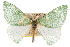  ( - CNCLEP00105638)  @11 [ ] CreativeCommons - Attribution (2013) CBG Photography Group Centre for Biodiversity Genomics