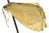  ( - CNCLEP00105650)  @12 [ ] CreativeCommons - Attribution (2013) CBG Photography Group Centre for Biodiversity Genomics