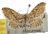  ( - CNCLEP00105690)  @11 [ ] CreativeCommons - Attribution (2013) CBG Photography Group Centre for Biodiversity Genomics