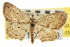  ( - CNCLEP00105703)  @11 [ ] CreativeCommons - Attribution (2013) CBG Photography Group Centre for Biodiversity Genomics