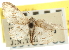  ( - CNCLEP00105763)  @13 [ ] CreativeCommons - Attribution (2013) CBG Photography Group Centre for Biodiversity Genomics