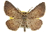  ( - CNCLEP00105768)  @11 [ ] CreativeCommons - Attribution (2013) CBG Photography Group Centre for Biodiversity Genomics