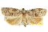  ( - CNCLEP00105928)  @11 [ ] CreativeCommons - Attribution (2013) CNC/CBG Photography Group Centre for Biodiversity Genomics