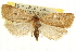  ( - CNCLEP00105944)  @11 [ ] CreativeCommons - Attribution (2013) CNC/CBG Photography Group Centre for Biodiversity Genomics