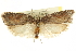  (Acleris scabrana - CNCLEP00105991)  @15 [ ] CreativeCommons - Attribution (2013) CBG Photography Group Centre for Biodiversity Genomics