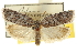 ( - CNCLEP00105996)  @11 [ ] CreativeCommons - Attribution (2013) CBG Photography Group Centre for Biodiversity Genomics