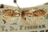  (Apotoforma rotundipennis - CNCLEP00106013)  @11 [ ] CreativeCommons - Attribution (2013) CBG Photography Group Centre for Biodiversity Genomics