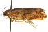  ( - CNCLEP00106030)  @12 [ ] CreativeCommons - Attribution (2013) CBG Photography Group Centre for Biodiversity Genomics