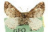  ( - CNCLEP00106090)  @11 [ ] CreativeCommons - Attribution (2013) CBG Photography Group Centre for Biodiversity Genomics