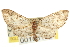  ( - CNCLEP00106119)  @11 [ ] CreativeCommons - Attribution (2013) CBG Photography Group Centre for Biodiversity Genomics