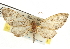  ( - CNCLEP00106120)  @11 [ ] CreativeCommons - Attribution (2013) CBG Photography Group Centre for Biodiversity Genomics
