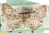  ( - CNCLEP00106138)  @11 [ ] CreativeCommons - Attribution (2013) CBG Photography Group Centre for Biodiversity Genomics