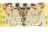  ( - CNCLEP00106180)  @11 [ ] CreativeCommons - Attribution (2013) CBG Photography Group Centre for Biodiversity Genomics