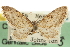  ( - CNCLEP00106219)  @11 [ ] CreativeCommons - Attribution (2013) CBG Photography Group Centre for Biodiversity Genomics