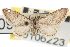  ( - CNCLEP00106223)  @11 [ ] CreativeCommons - Attribution (2013) CBG Photography Group Centre for Biodiversity Genomics