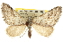  (Lithostege fuscata - CNCLEP00106244)  @15 [ ] CreativeCommons - Attribution (2013) CBG Photography Group Centre for Biodiversity Genomics
