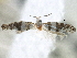  ( - CNCLEP00106258)  @12 [ ] CreativeCommons - Attribution (2013) CBG Photography Group Centre for Biodiversity Genomics