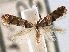  ( - CNCLEP00106267)  @11 [ ] CreativeCommons - Attribution (2013) CBG Photography Group Centre for Biodiversity Genomics