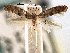  ( - CNCLEP00106270)  @11 [ ] CreativeCommons - Attribution (2013) CBG Photography Group Centre for Biodiversity Genomics