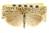  ( - CNCLEP00106347)  @11 [ ] CreativeCommons - Attribution (2013) CBG Photography Group Centre for Biodiversity Genomics