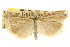  ( - CNCLEP00106348)  @11 [ ] CreativeCommons - Attribution (2013) CBG Photography Group Centre for Biodiversity Genomics