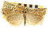  ( - CNCLEP00106350)  @11 [ ] CreativeCommons - Attribution (2013) CBG Photography Group Centre for Biodiversity Genomics
