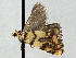  (Diptychophora - CNCLEP00106379)  @14 [ ] CreativeCommons - Attribution (2013) CBG Photography Group Centre for Biodiversity Genomics