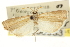  ( - CNCLEP00106383)  @11 [ ] CreativeCommons - Attribution (2013) CBG Photography Group Centre for Biodiversity Genomics