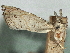  ( - CNCLEP00106395)  @11 [ ] CreativeCommons - Attribution (2013) CBG Photography Group Centre for Biodiversity Genomics