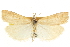  ( - CNCLEP00106408)  @11 [ ] CreativeCommons - Attribution (2013) CBG Photography Group Centre for Biodiversity Genomics