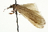  ( - CNCLEP00106421)  @11 [ ] CreativeCommons - Attribution (2013) CBG Photography Group Centre for Biodiversity Genomics