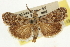  ( - CNCLEP00106424)  @11 [ ] CreativeCommons - Attribution (2013) CBG Photography Group Centre for Biodiversity Genomics