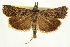 ( - CNCLEP00106425)  @12 [ ] CreativeCommons - Attribution (2013) CBG Photography Group Centre for Biodiversity Genomics