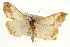  ( - CNCLEP00106438)  @11 [ ] CreativeCommons - Attribution (2013) CBG Photography Group Centre for Biodiversity Genomics