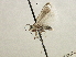  ( - CNCLEP00106541)  @12 [ ] CreativeCommons - Attribution (2013) CBG Photography Group Centre for Biodiversity Genomics