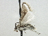  ( - CNCLEP00106542)  @11 [ ] CreativeCommons - Attribution (2013) CBG Photography Group Centre for Biodiversity Genomics