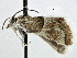  ( - CNCLEP00106543)  @12 [ ] CreativeCommons - Attribution (2013) CBG Photography Group Centre for Biodiversity Genomics