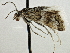  ( - CNCLEP00106544)  @11 [ ] CreativeCommons - Attribution (2013) CBG Photography Group Centre for Biodiversity Genomics