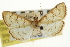  ( - CNCLEP00106572)  @11 [ ] CreativeCommons - Attribution (2013) CBG Photography Group Centre for Biodiversity Genomics