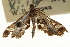  ( - CNCLEP00106631)  @11 [ ] CreativeCommons - Attribution (2013) CBG Photography Group Centre for Biodiversity Genomics