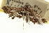  ( - CNCLEP00106632)  @11 [ ] CreativeCommons - Attribution (2013) CBG Photography Group Centre for Biodiversity Genomics