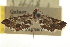  ( - CNCLEP00106634)  @11 [ ] CreativeCommons - Attribution (2013) CBG Photography Group Centre for Biodiversity Genomics