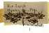  ( - CNCLEP00106635)  @11 [ ] CreativeCommons - Attribution (2013) CBG Photography Group Centre for Biodiversity Genomics