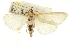  ( - CNCLEP00106654)  @11 [ ] CreativeCommons - Attribution (2013) CBG Photography Group Centre for Biodiversity Genomics
