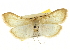  ( - CNCLEP00106661)  @11 [ ] CreativeCommons - Attribution (2013) CBG Photography Group Centre for Biodiversity Genomics