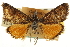  ( - CNCLEP00106691)  @11 [ ] CreativeCommons - Attribution (2012) CBG Photography Group Centre for Biodiversity Genomics