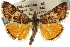  ( - CNCLEP00106692)  @11 [ ] CreativeCommons - Attribution (2012) CBG Photography Group Centre for Biodiversity Genomics